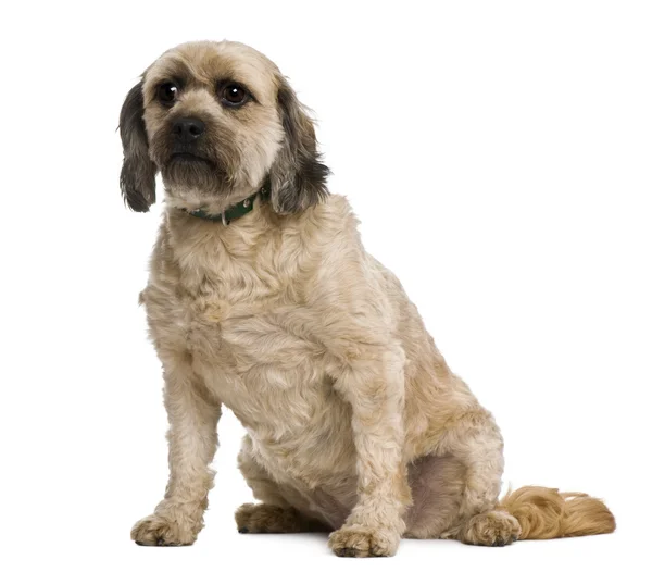 Karışık-breed, 4 yıl yaşlı, beyaz arka plan — Stok fotoğraf
