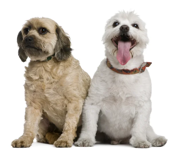 Two mixed-breeds, 4 and 16 years old, in front of white background — Stock Photo, Image
