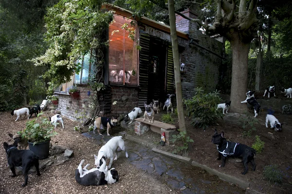 stock image French bulldogs in a garden