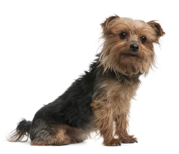 Yorkshire terrier, side view, looking away — Stock Photo, Image
