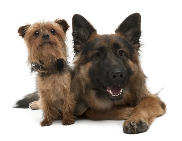 Yorkshire Terrier e pastor alemão — Fotografia de Stock
