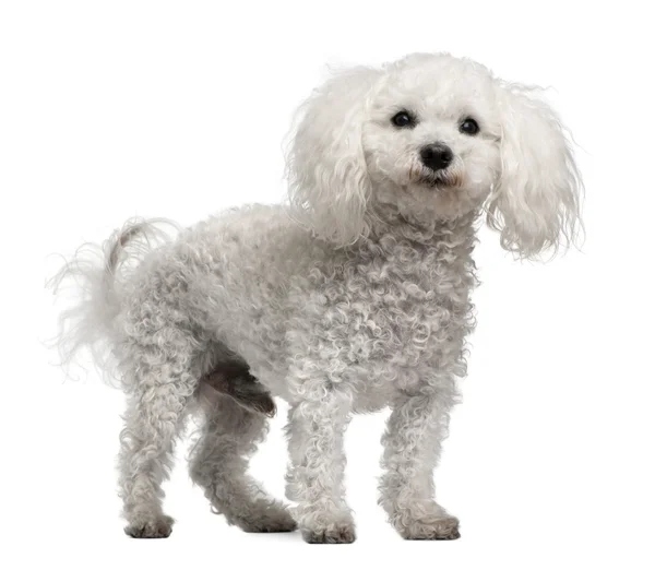 Bichon frise, 12 years old, standing in front of white background — Stockfoto