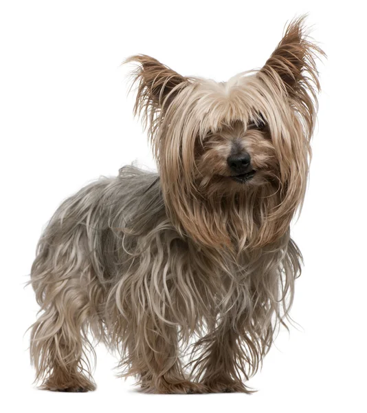 Yorkshire Terrier, 10 years old, standing in front of white background — Stock Photo, Image