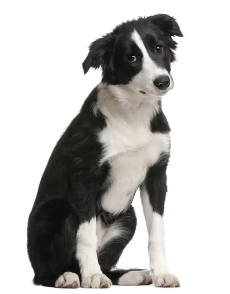 ボーダーコリー子犬 — ストック写真