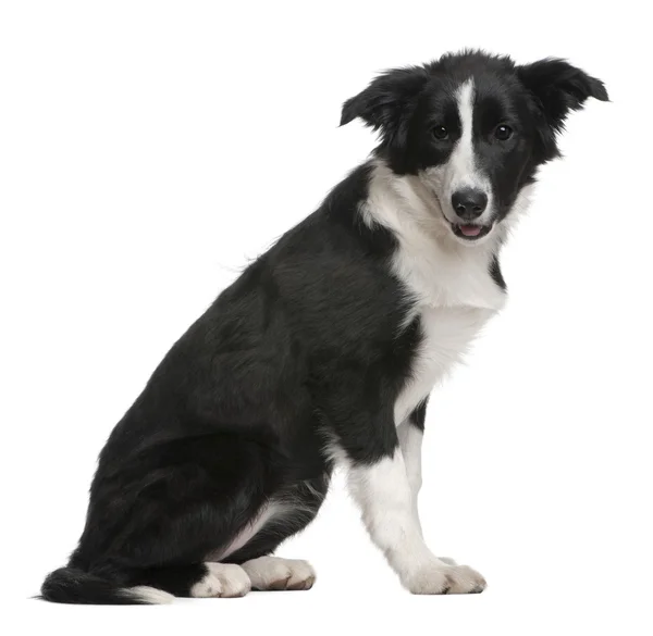 Border Collie puppy — Stock Photo, Image