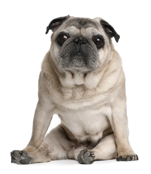 Old Pug, 10 years old, sitting in front of white background — Stock Photo, Image