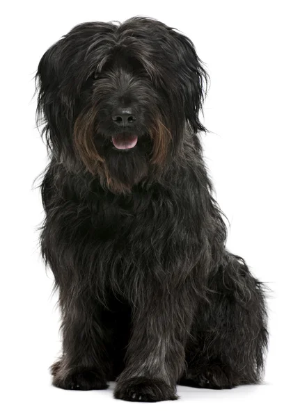 Catalan sheepdog, 6 years old, sitting in front of white background — Stock Photo, Image