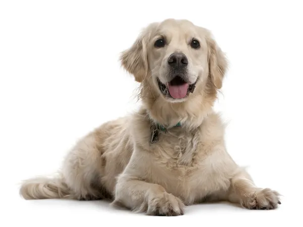 Złoty pies myśliwski, 4 lata stary, leżący z przodu białe tło — Zdjęcie stockowe
