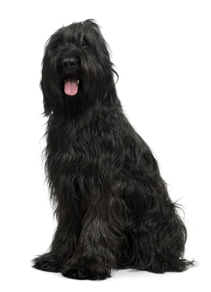Briard, 3 years old, sitting in front of white background — Stock Photo, Image