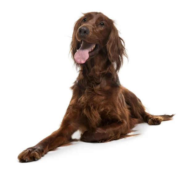 Irish Setter, 2 years old, lying in front of white background — Stock Photo, Image