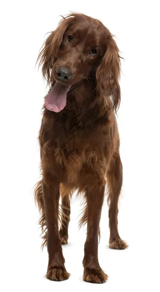Irish Setter, 2 years old, standing in front of white background — Stock Photo, Image