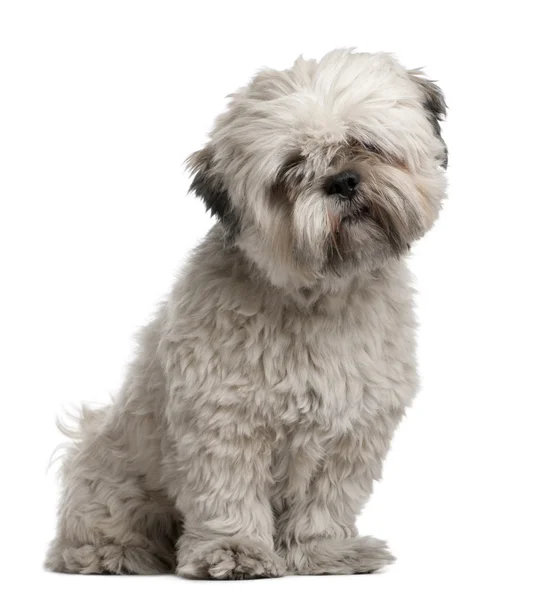 Lhasa Apso, 14 months old, sitting in front of white background — Stock Photo, Image
