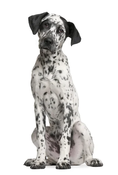Cachorro de raza mixta, 6 meses — Foto de Stock