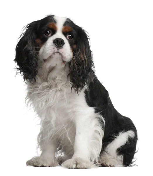 Cavalier King Charles Spaniel, 5 years old, sitting in front of white background — Stock Photo, Image