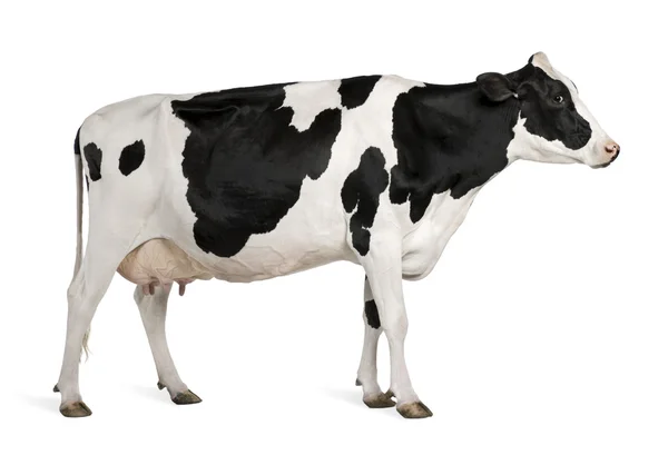 Vaca Holstein, 5 años, de pie sobre fondo blanco — Foto de Stock