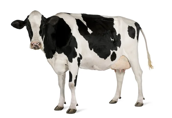 Holstein vaca, 5 anos, de pé contra fundo branco — Fotografia de Stock