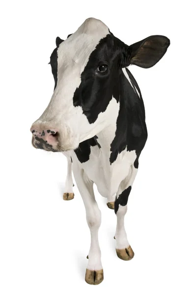Vacca Holstein, 5 anni, in piedi su sfondo bianco — Foto Stock