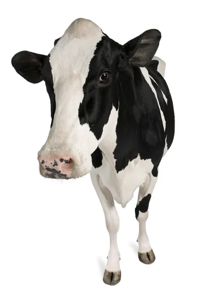 Holstein koe, 5 jaar oud, permanent tegen witte achtergrond — Stockfoto