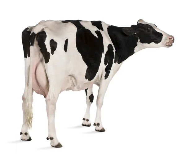 Holstein cow, 5 anos, de pé em frente ao fundo branco — Fotografia de Stock