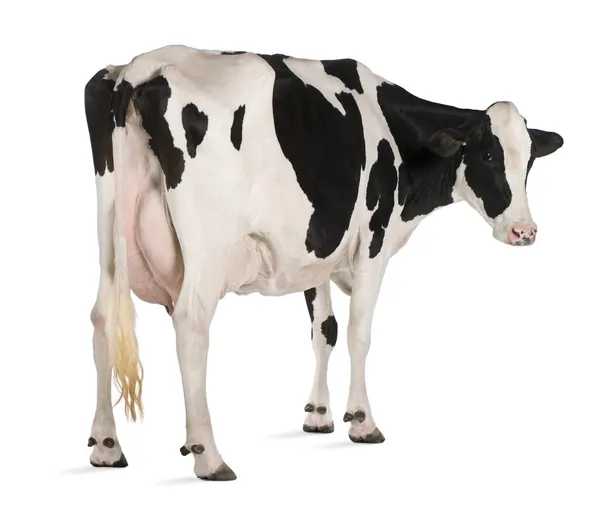 Holstein ko, 5 år gammal, står mot vit bakgrund — Stockfoto