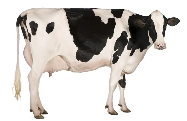 Holstein kráva, 5 let starý, stojící před bílým pozadím — Stock fotografie