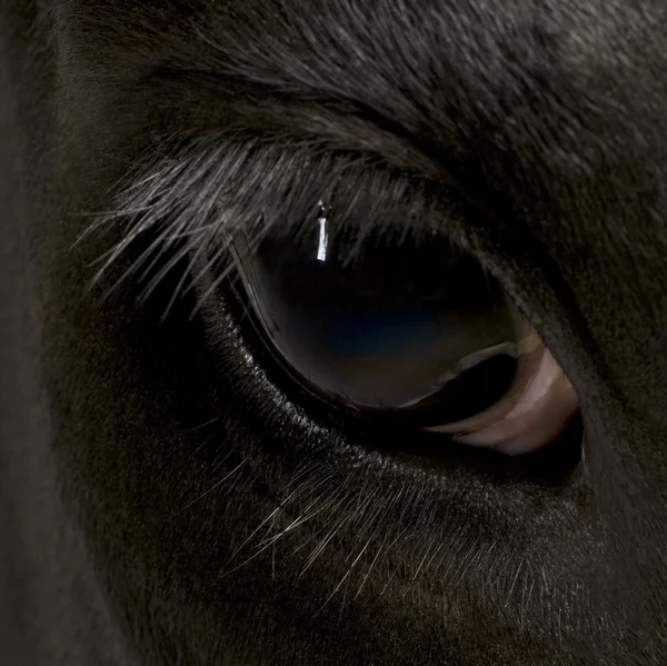 Close-up of Holstein Cow eye, 5 years old — Stock Photo, Image