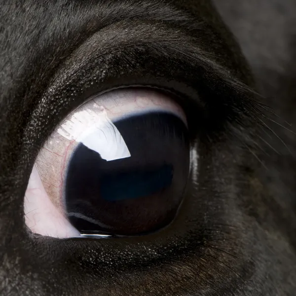 Close-up of Holstein Cow eye, 5 years old — Stock Photo, Image