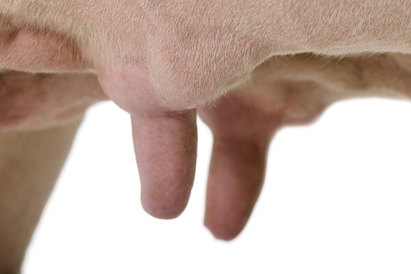 Close-up of Holstein Cow udders, 5 years old against white background