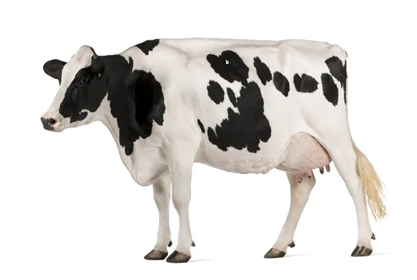 Vaca Holstein, 5 años, de pie frente al fondo blanco —  Fotos de Stock