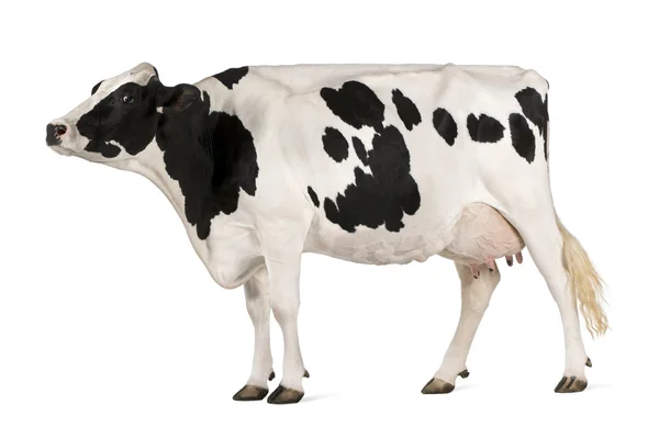 Holstein cow, 5 years old, standing against white background — Stock Photo, Image