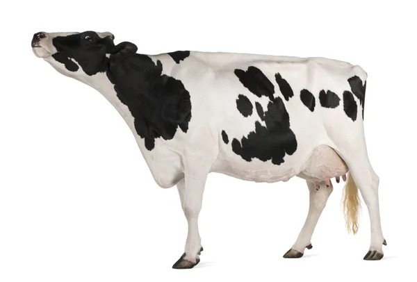 Holstein cow, 5 years old, standing in front of white background — Stock Photo, Image