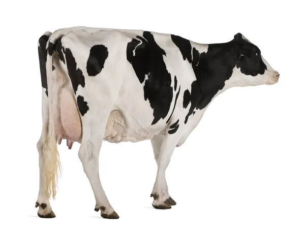 ホルスタイン種雌牛、5 歳、白の背景に立っています。 — ストック写真