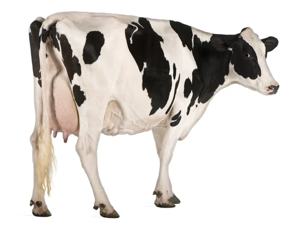 Holstein cow, 5 years old, standing in front of white background — Stock Photo, Image