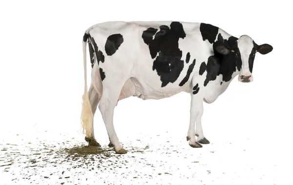 Holstein cow pooping, 5 years old, in front of white background — Stock Photo, Image