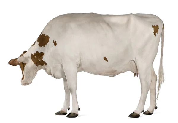 Holstein cow, 4 years old, standing in front of white background — Stock Photo, Image