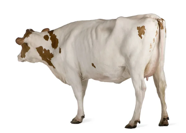 Holstein kráva, 4 roky starý, stojící proti Bílému pozadí — Stock fotografie