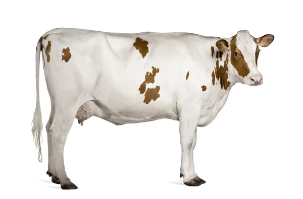 Holstein vaca, 4 anos, de pé contra fundo branco — Fotografia de Stock