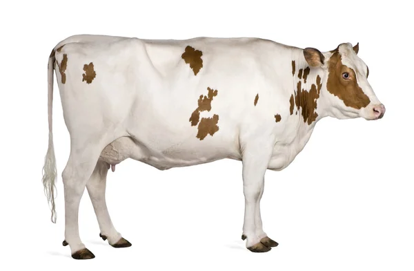 Holstein kráva, 4 roky starý, stojící proti Bílému pozadí — Stock fotografie