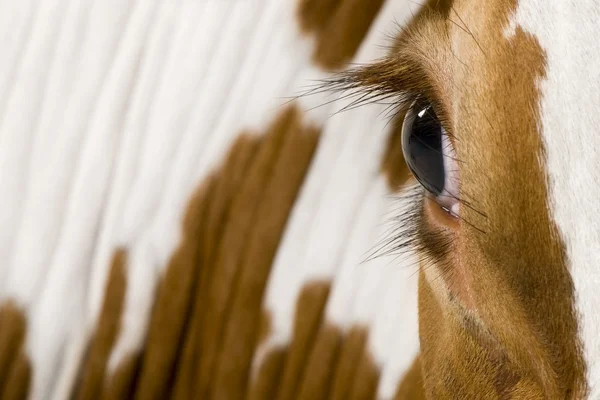 Holstein koe, 4 jaar oud, kijken naar camera, close-up op oog — Stockfoto
