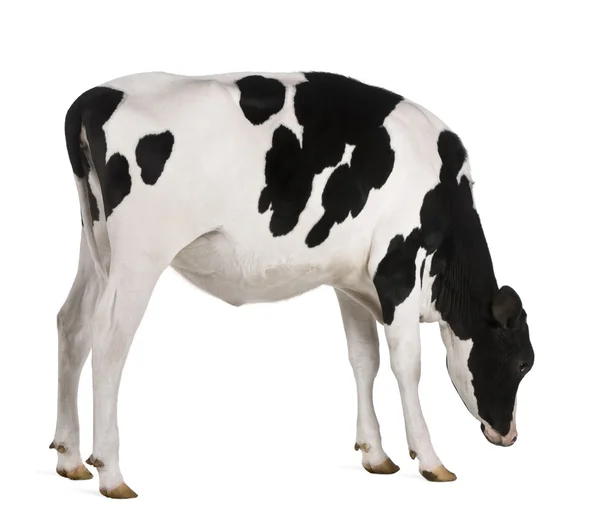 Holstein koe, 13 maanden oud, permanent tegen witte achtergrond — Stockfoto