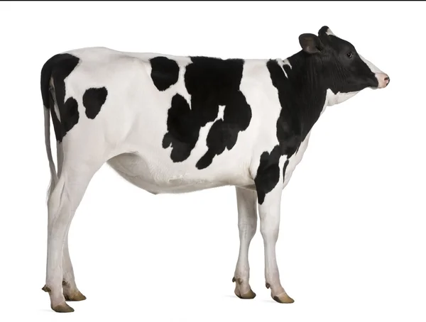 Holstein cow, 13 meses, em pé contra fundo branco — Fotografia de Stock