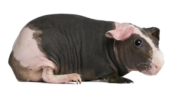 Cochon de Guinée sans poils debout sur fond blanc — Photo
