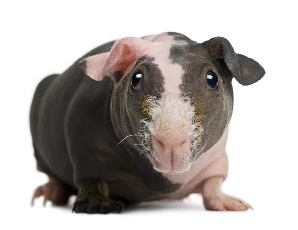 Guinea Pig senza peli davanti allo sfondo bianco — Foto Stock