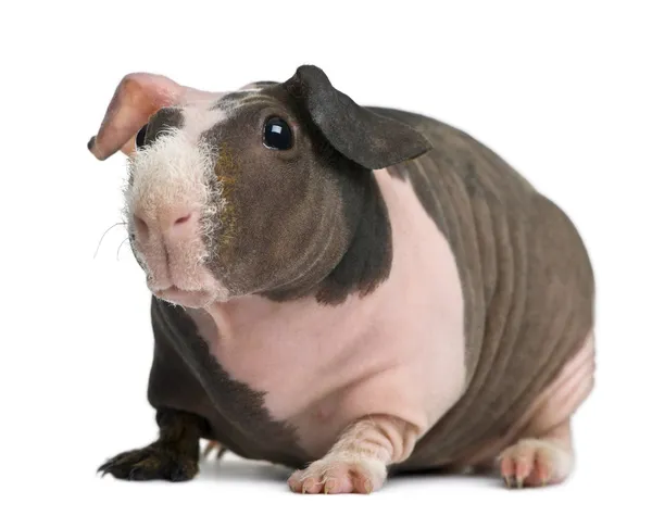 Hairless Guinea Pig standing against white background — Stock Photo, Image