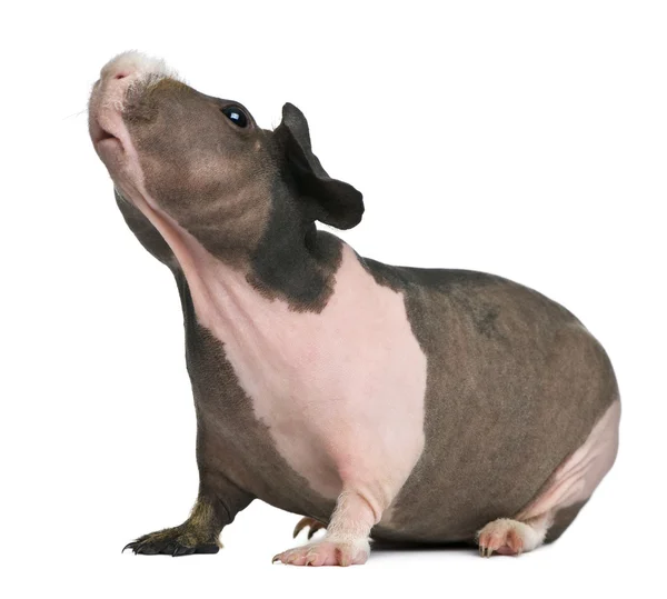 Hairless Guinea Pig standing against white background — Stock Photo, Image