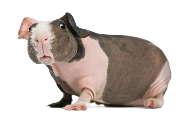 Cerdo de Guinea sin pelo en frente de fondo blanco — Foto de Stock