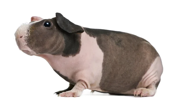 Cerdo de Guinea sin pelo de pie sobre fondo blanco —  Fotos de Stock