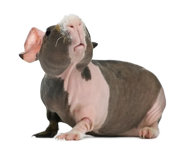 Hairless Guiné Porco de pé contra fundo branco — Fotografia de Stock