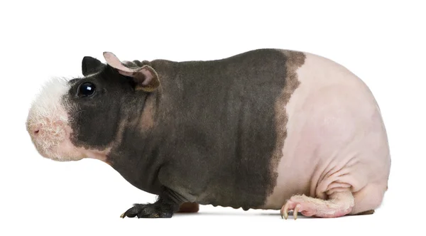 白地の前に毛のないギニア豚 — ストック写真