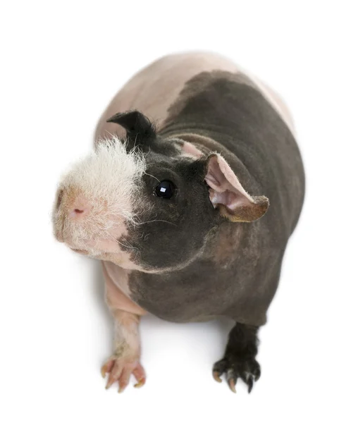 Hairless Guinea Pig in front of white background — Stock Photo, Image